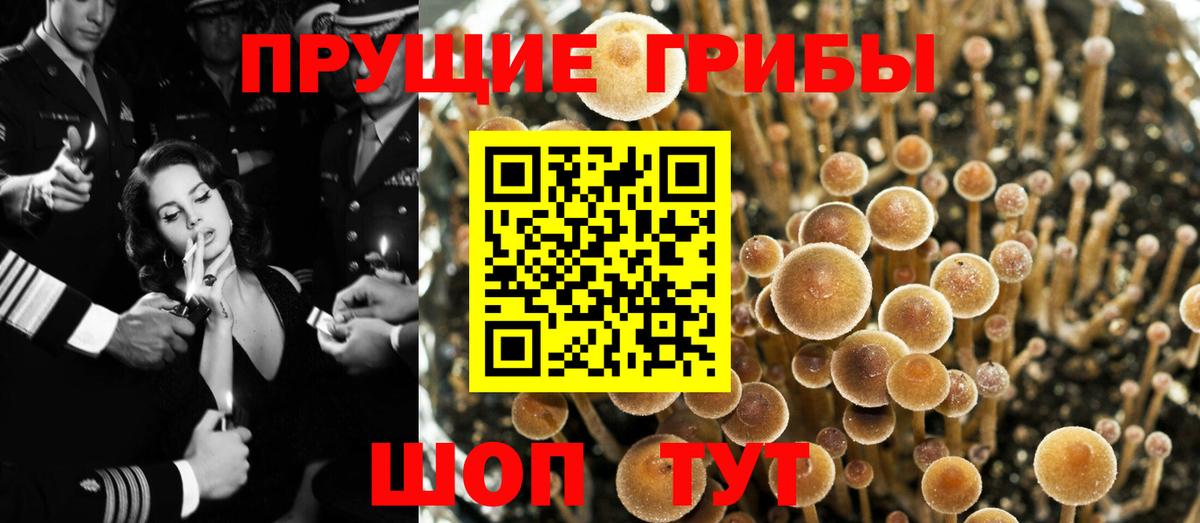 Омск  Галлюциногенные грибы Cubensis  Вход с VPN 